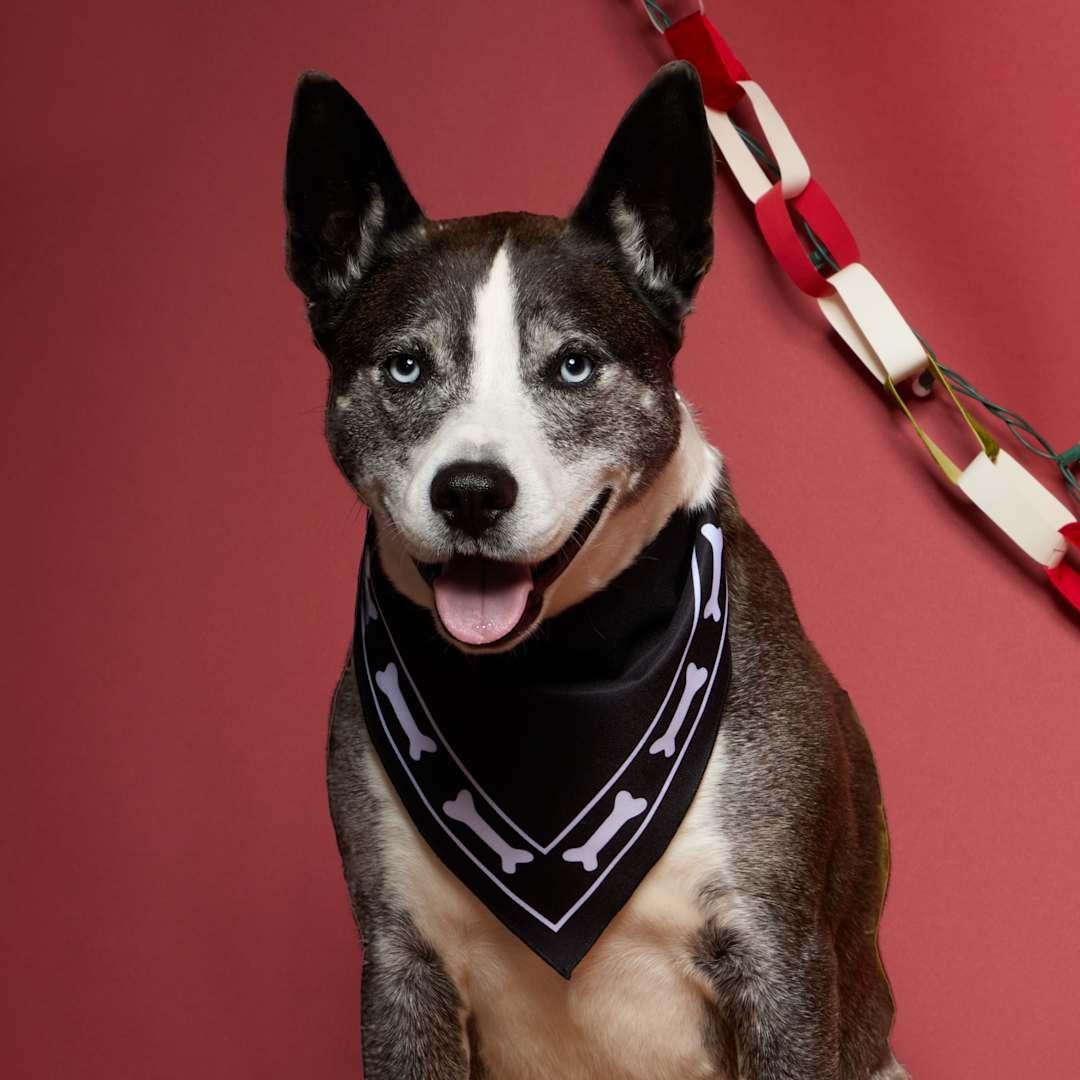Paws & claws pet bandana Black front